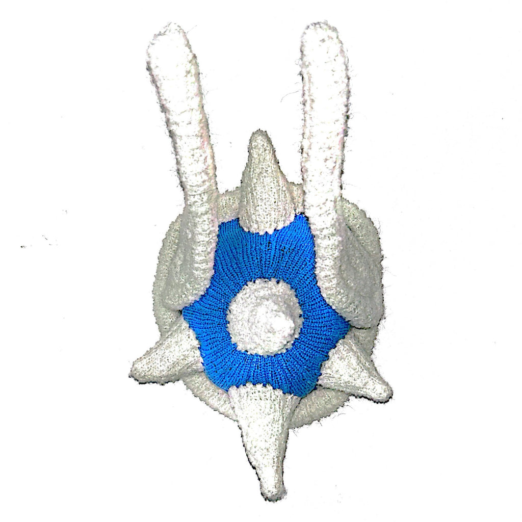 CARAPACE BLEU