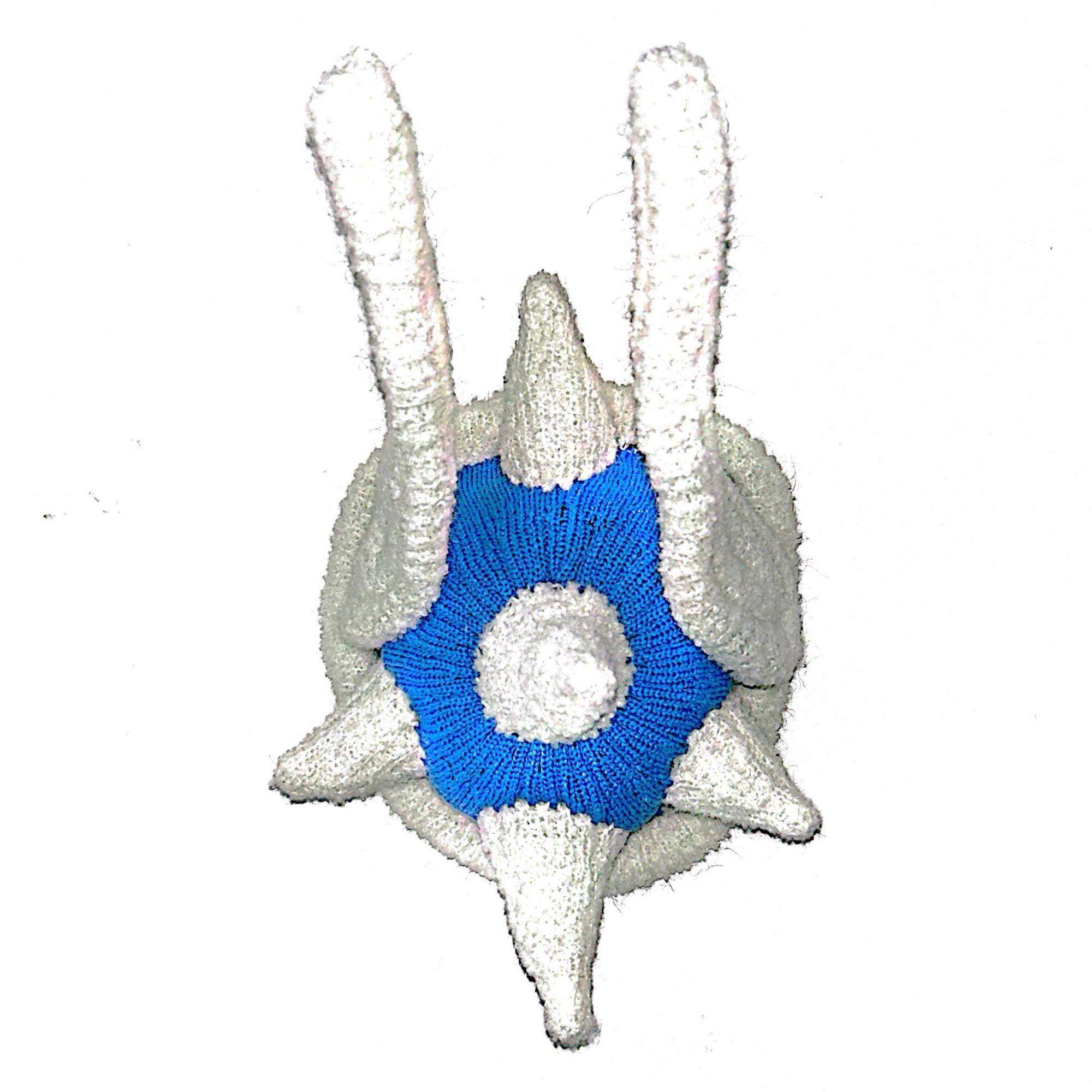 CARAPACE BLEU